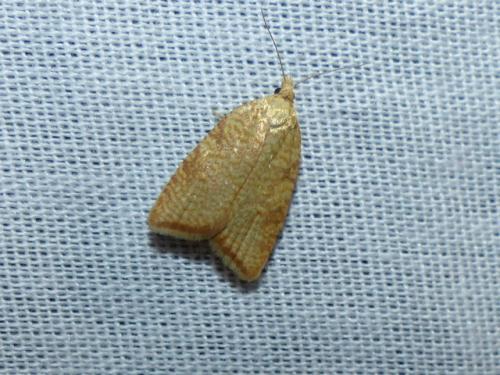Réf. 270 044 : Aleimma loeflingiana